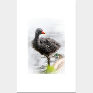 Dusky Moorhen Chick Posters and Art